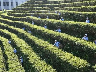 兴宁万亩单丛茶开采，八大系列活动与您“乡约”