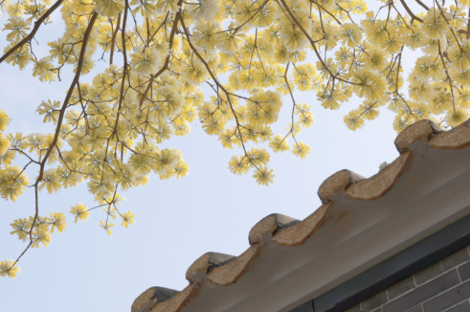 我知道，广东的春天很曼妙