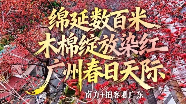 绵延数百米，木棉绽放染红广州春日天际 | 南方+拍客看广东