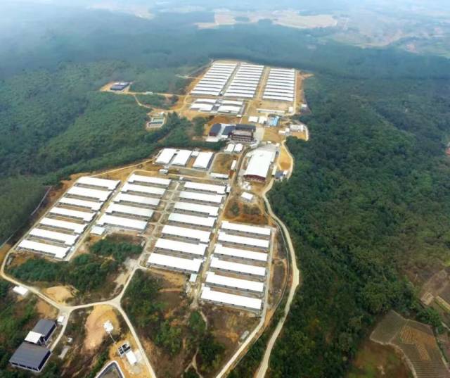 国家肉鸡核心育种场、国家惠阳胡须鸡保种场英德种鸡场(广东·英德)