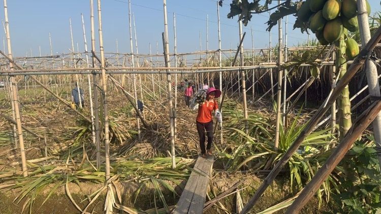 南沙甘蔗“丰收愁卖”，多方力量暖心助农