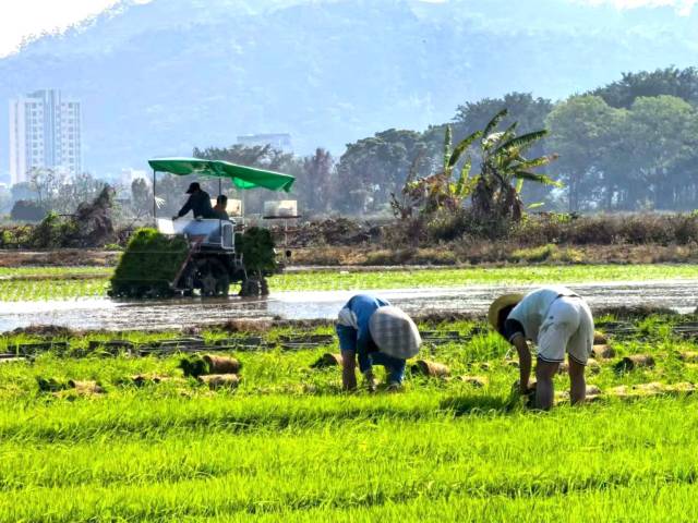 潮阳西胪镇竹林村农人春耕忙。  
