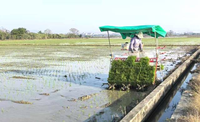 抢抓农时，早稻插秧。  