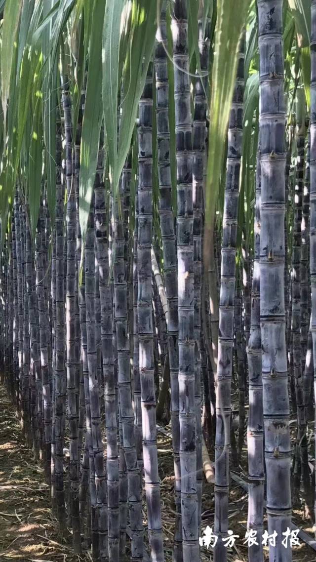 南沙甘蔗。