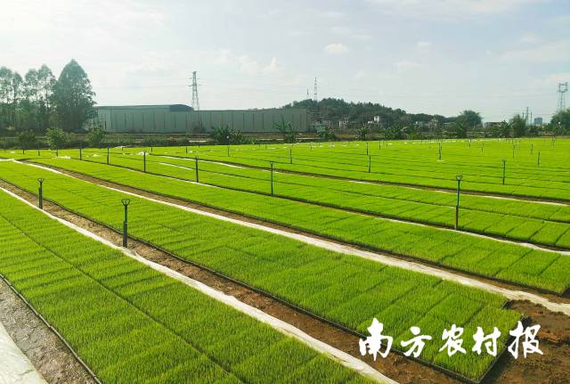 秧好一半禾，育秧是水稻生产的“第一步”。