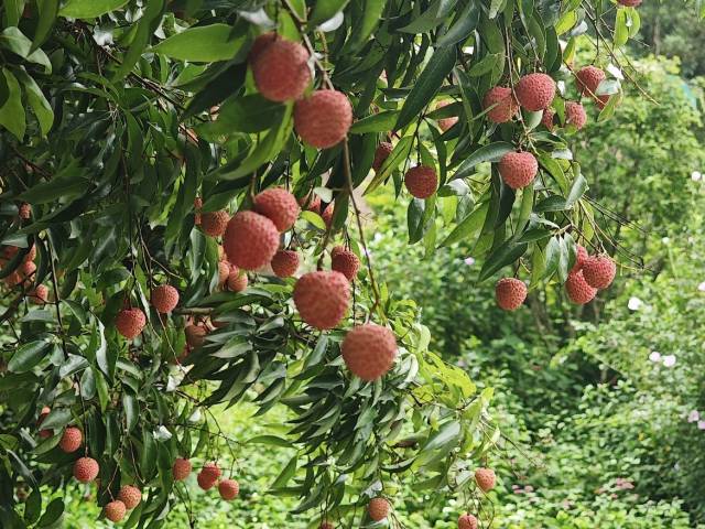 2025年南朗街道中山红荔枝挂果。