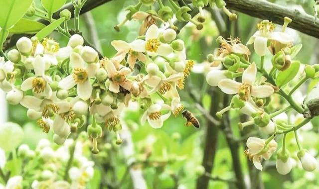 化橘红花。图源茂名日报