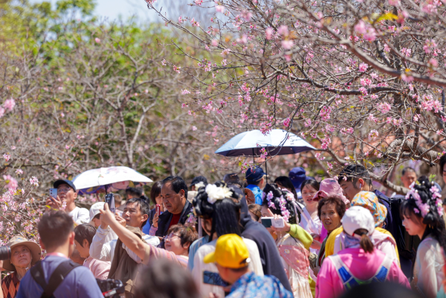 第四届南沙樱花节现场。