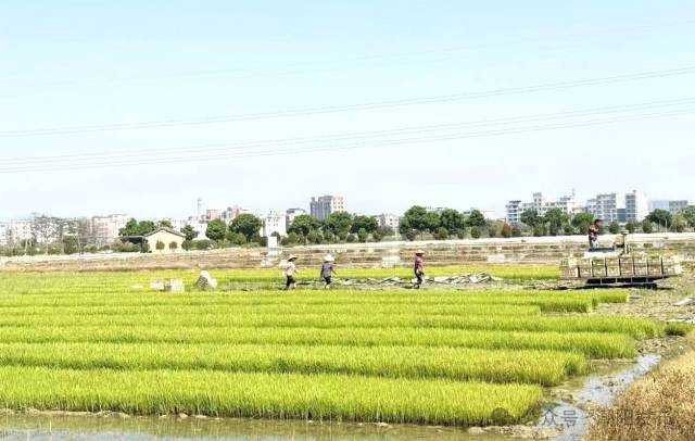 金浦金洪农机种养专业合作社组织员工进行插秧作业。  