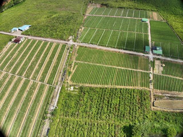 地豆镇千亩方耕地集中整治区。