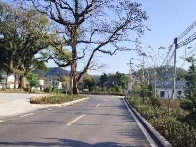 丹霞街道麻塘村：古树为媒绘新景 绿美乡村入画来