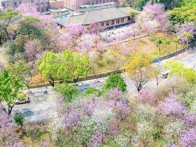 花间寻机遇：从“樱花下广货行”窥见“赏花经济”的三种进阶形态