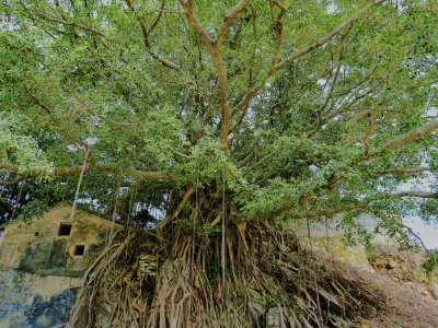 古榕发新枝：汕尾长沙村的绿美实践｜乡村绿化一线行