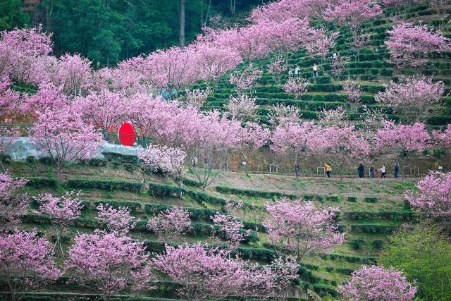 万亩茶园间点缀千株樱花，粉白花瓣与翠绿茶芽相映成趣。（何森垚 摄）