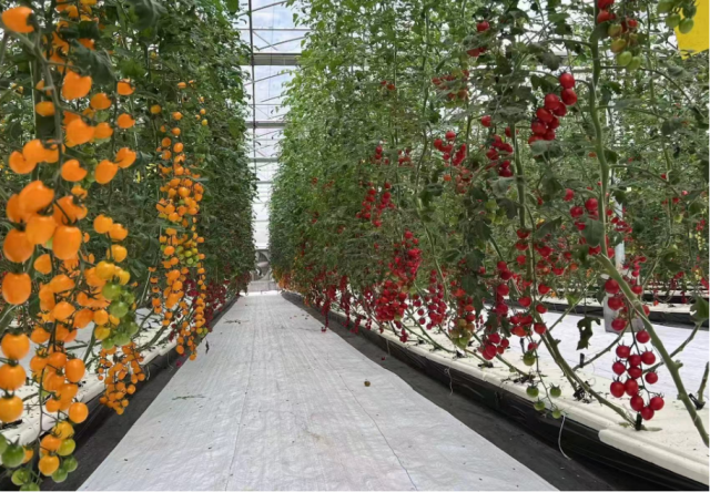 塘口镇引种高产优质樱桃番茄。