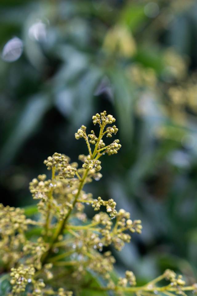 荔枝花在露水的浸润下含苞待放。（谭家富 摄）