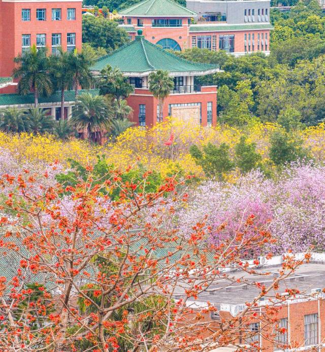 木棉红、紫荆粉、风铃木黄，华农校园俨然一幅斑斓的春日画卷。（程贺彬 摄）