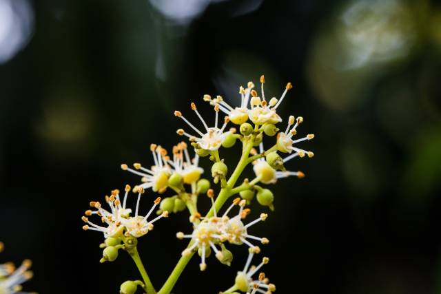 目前从化种植流溪红荔面积已达0. 12万亩。（谭家富 摄）