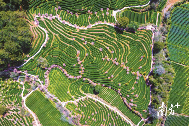 武夷山燕子窠生态茶园。