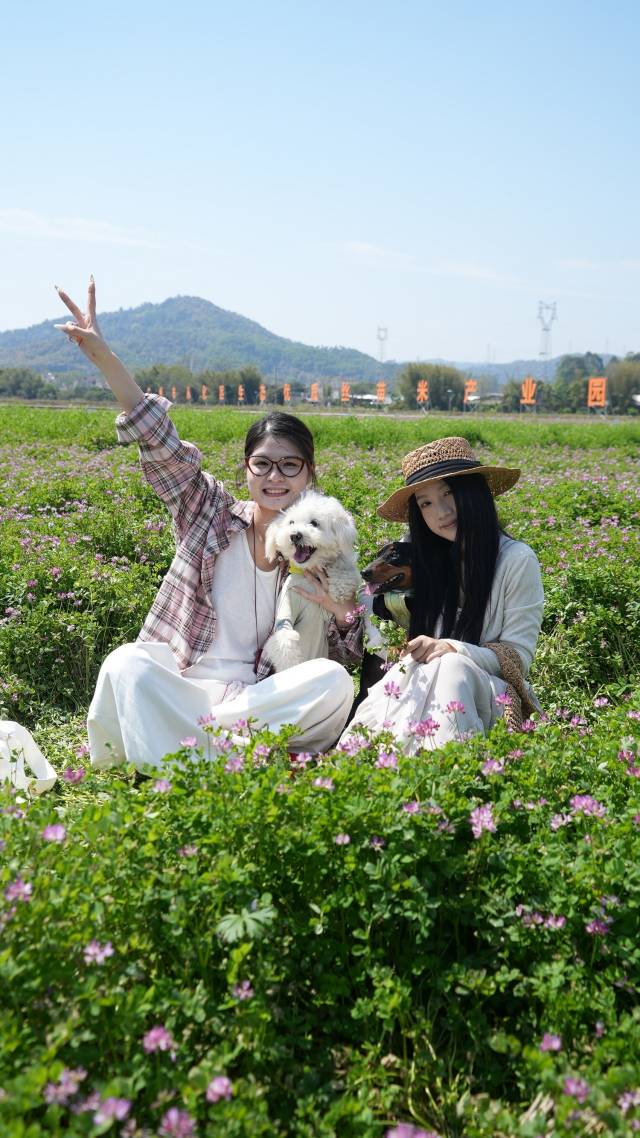 紫云英不仅能为农田带来营养，更让冬闲田成为了游人的打卡点。（陈浩 摄）