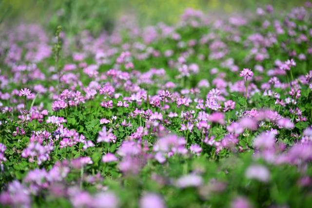 三月，河源田间的紫云英开成花海。（陈浩 摄）