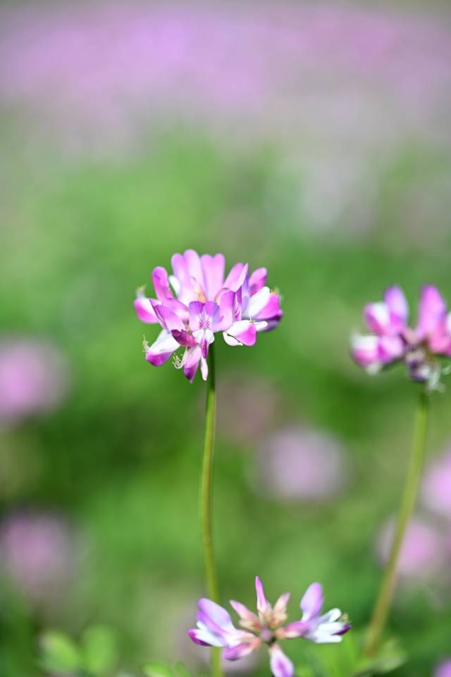 有着“中国绿肥之王”美誉的紫云英，就像是田间的氮肥“工厂”。（陈浩 摄）