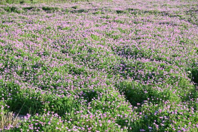 清远市积极推广紫云英等绿肥种植，全面培肥耕地地力。（李卓然 摄）