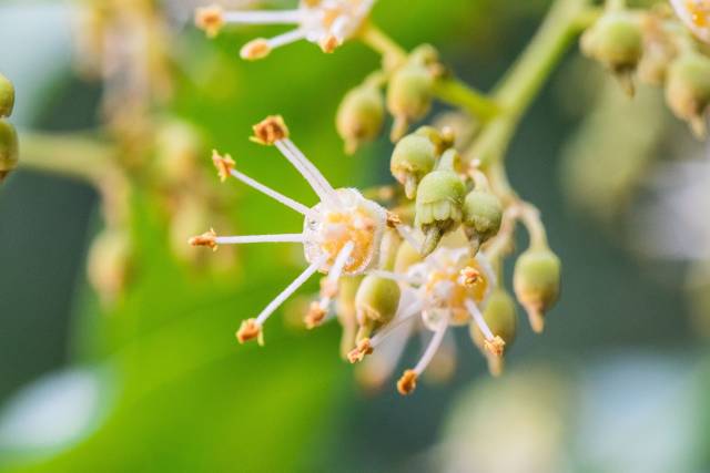 从化流溪河畔，荔枝花迎来盛花期。（谭家富 摄）