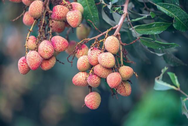 “三月红”荔枝。