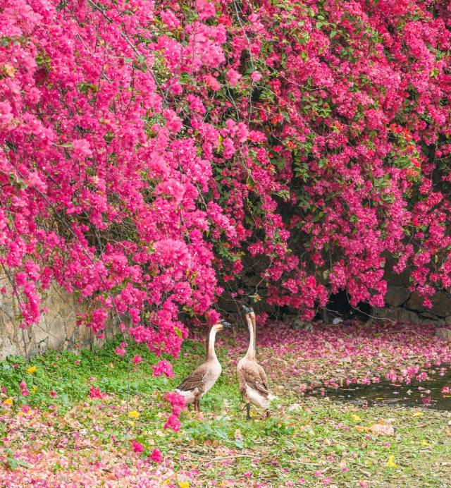 天气和煦，华农校园的三角梅也开成花墙。（程贺彬 摄）