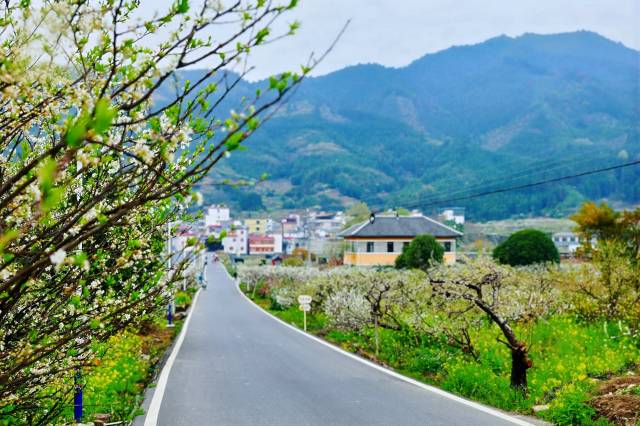 村落巷陌，李花胜雪。（乐昌市文广旅体局 供图）