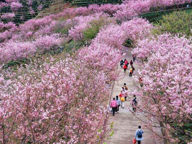 漫步花海栈道，一步一景让人流连忘返。（何森垚 摄）