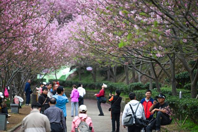 游人在花间拍照打卡，定格春日美好瞬间。（何森垚 摄）