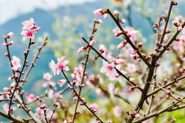 粉色的花朵开满枝头，点缀出一片花海。（乐昌市文广旅体局 供图）
