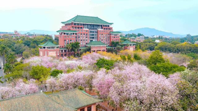 每年春天，华农校园鲜花盛开，宫粉羊蹄甲成片开放、连绵成海，满目盎然春意。（程贺彬 摄）