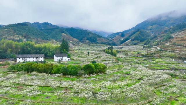 乐昌九峰山，万亩李花在山野间肆意绽放。（乐昌市文广旅体局 供图）