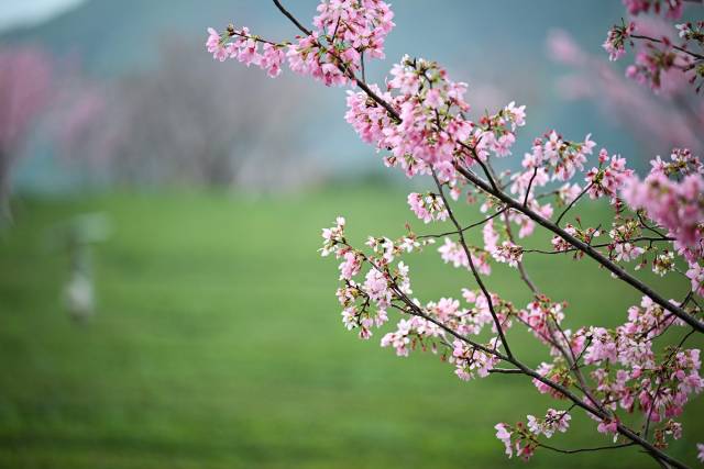 春风唤醒梅州，樱花粉、茶园绿，勾勒出最动人的早春画卷。（何森垚 摄）
