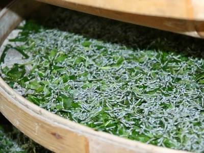 视频｜一条小蚕能“赚”多少钱？探秘阳春石田村的共富密码