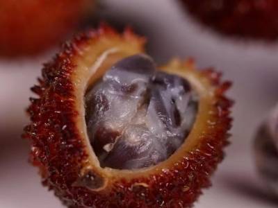 解码春砂仁① | 高成本低附加值困局下，如何实现产业价值跃升？