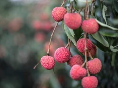 今年广东荔枝预计减产，桂味等成花率低，专家建议→