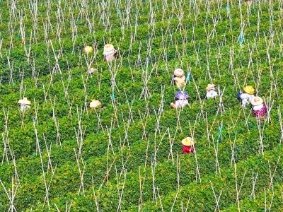 遂溪“强村”公司，把小镇玩出新花样