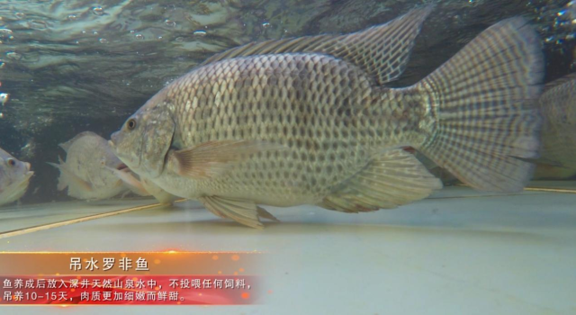 吊水罗非鱼（受访者供图）