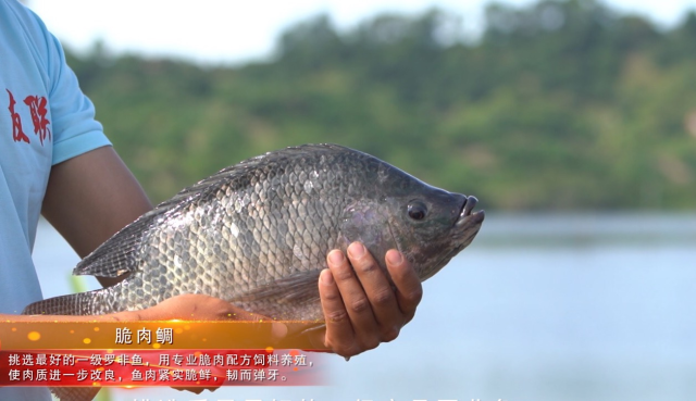 脆肉罗非鱼（受访者供图）