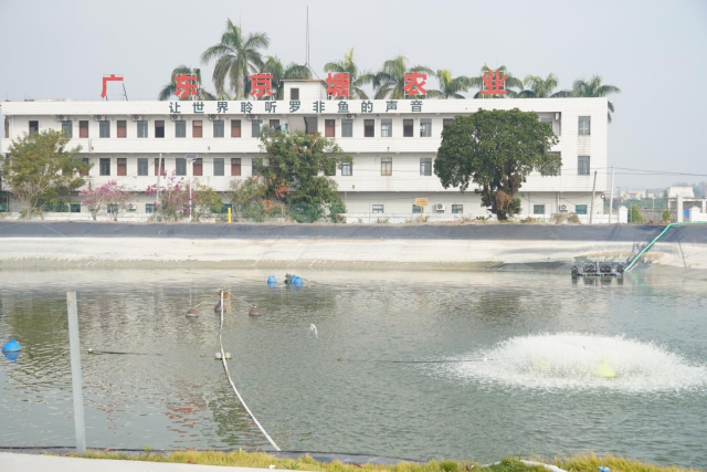 广东京塘农业科技有限公司罗非鱼养殖鱼塘（曾灿奎 摄）