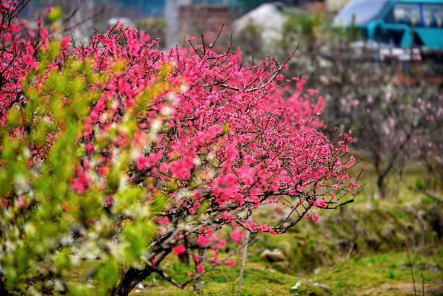 乐昌九峰山桃花盛开，是广东春天不能错过的桃花源。（乐昌市文广旅体局 供图）
