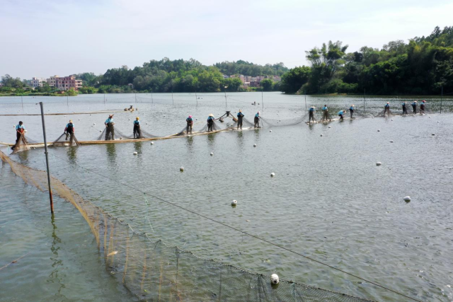 农户们正在鱼塘里工作（受访者供图）