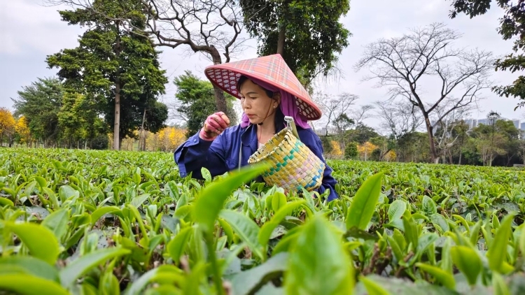 滚动｜春到岭南茶山绿，清远英德采茶忙