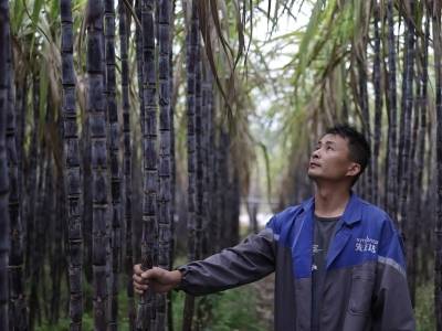 甘蔗甜了，蔗农愁了