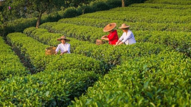 “广东茶叶第一县”，竟然是它！