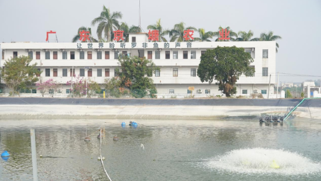 茂南罗非鱼的品质升级之路：向地下要空间，向科技要产量 | 深调研②